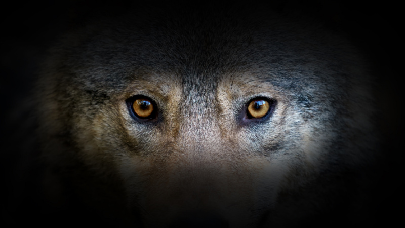 #003: Principle #2 - Tame the Beast